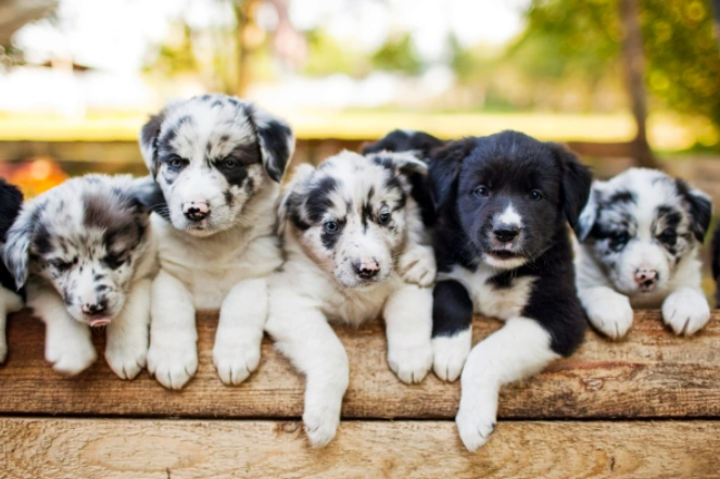 Šteniatka Border kolie